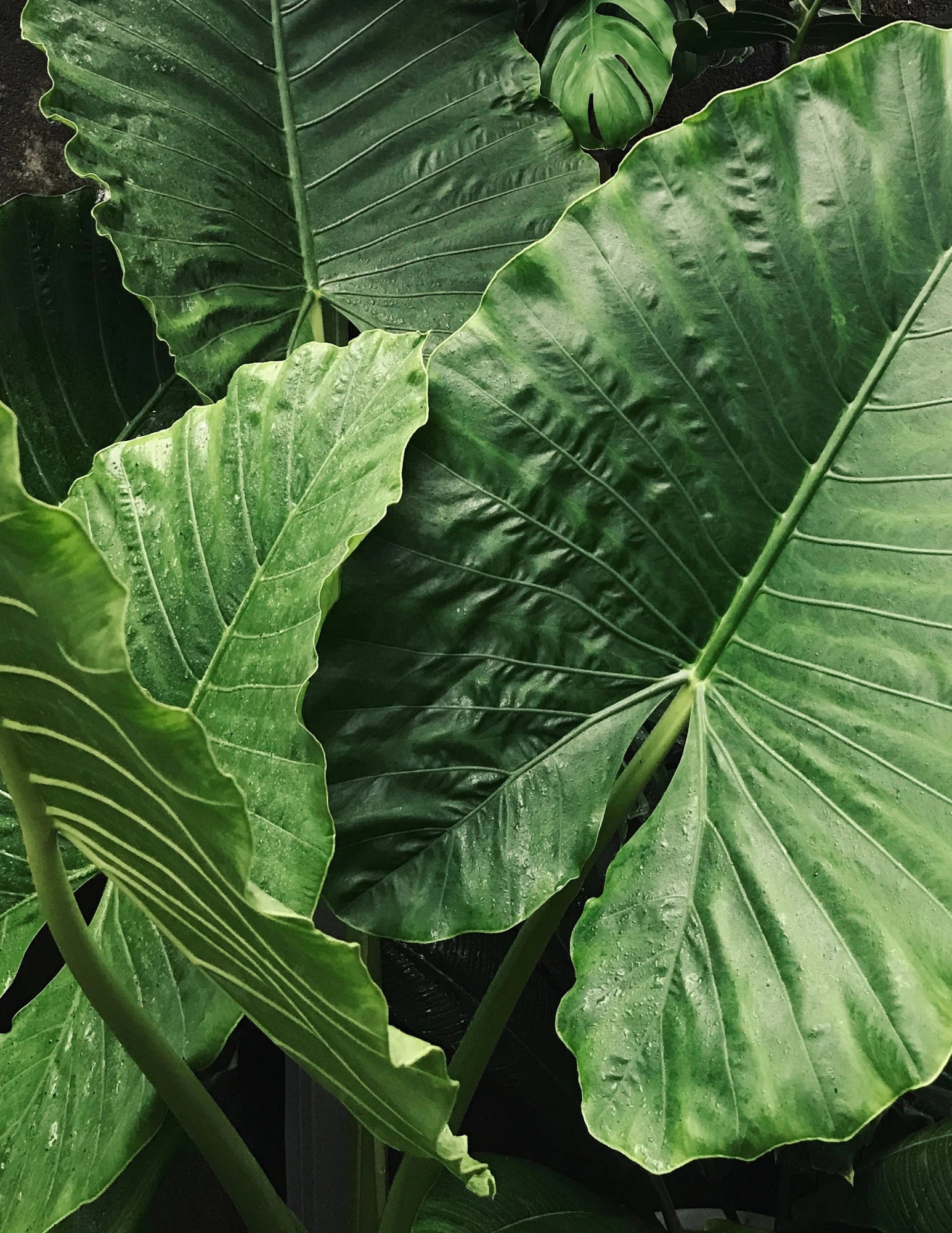 Alocasia