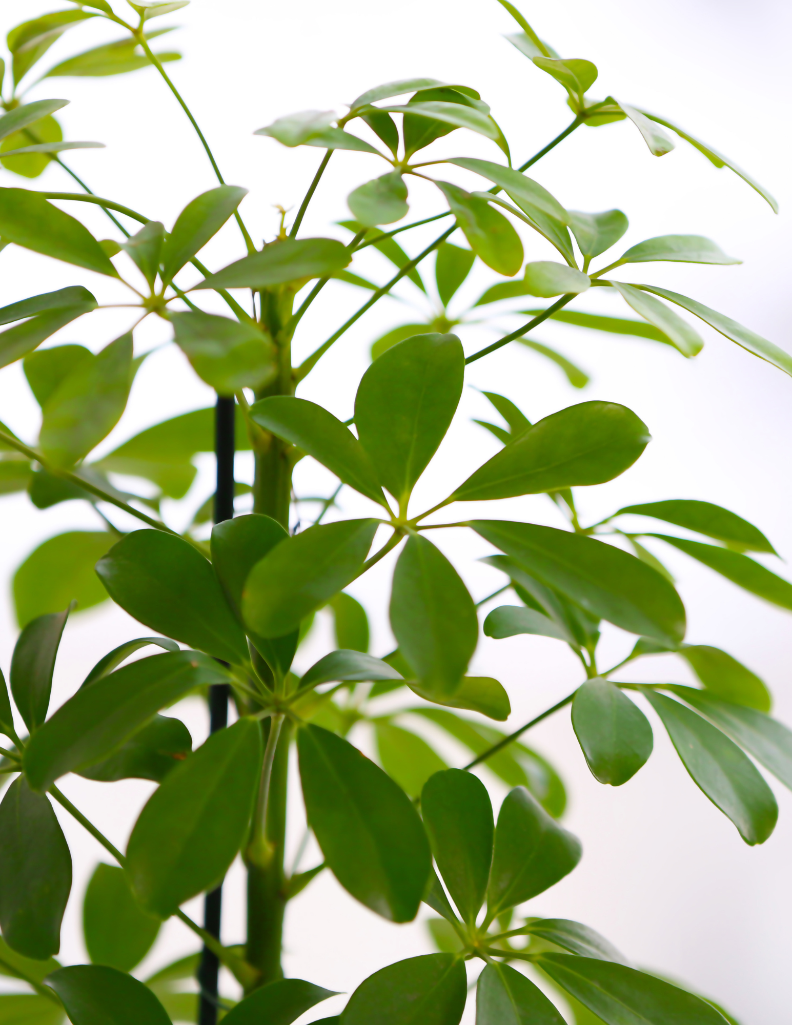 Schefflera