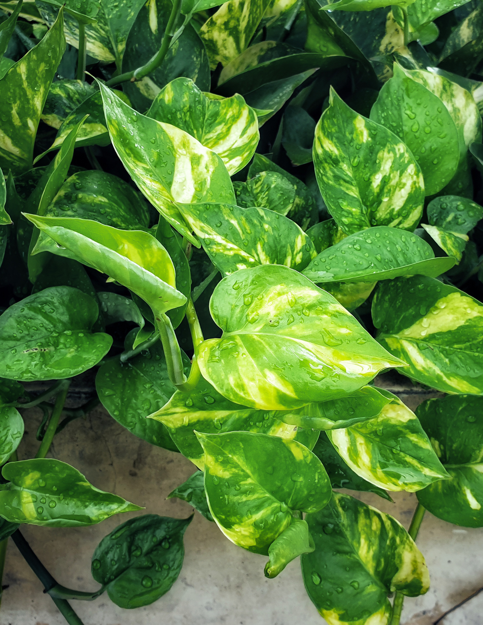 Pothos