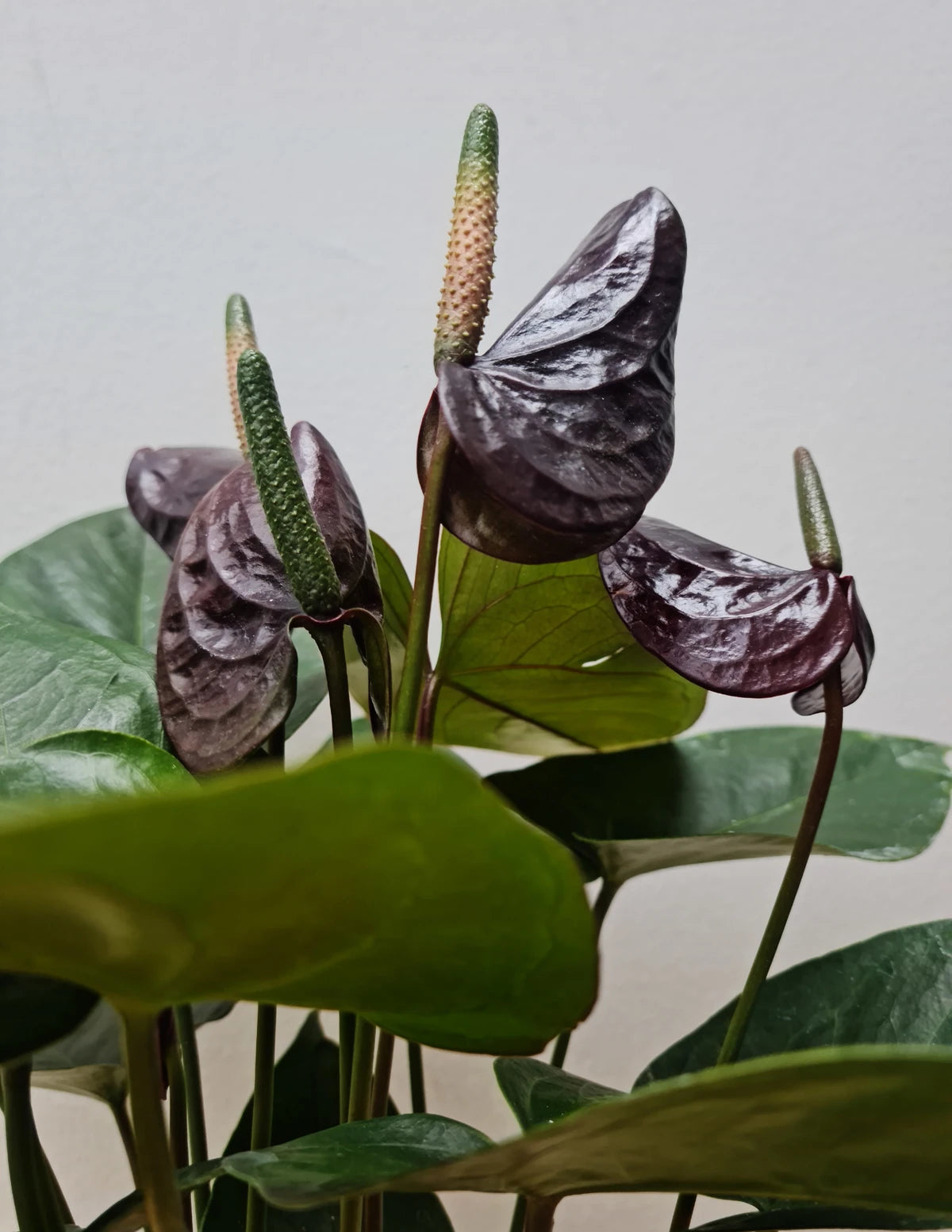 Anthurium