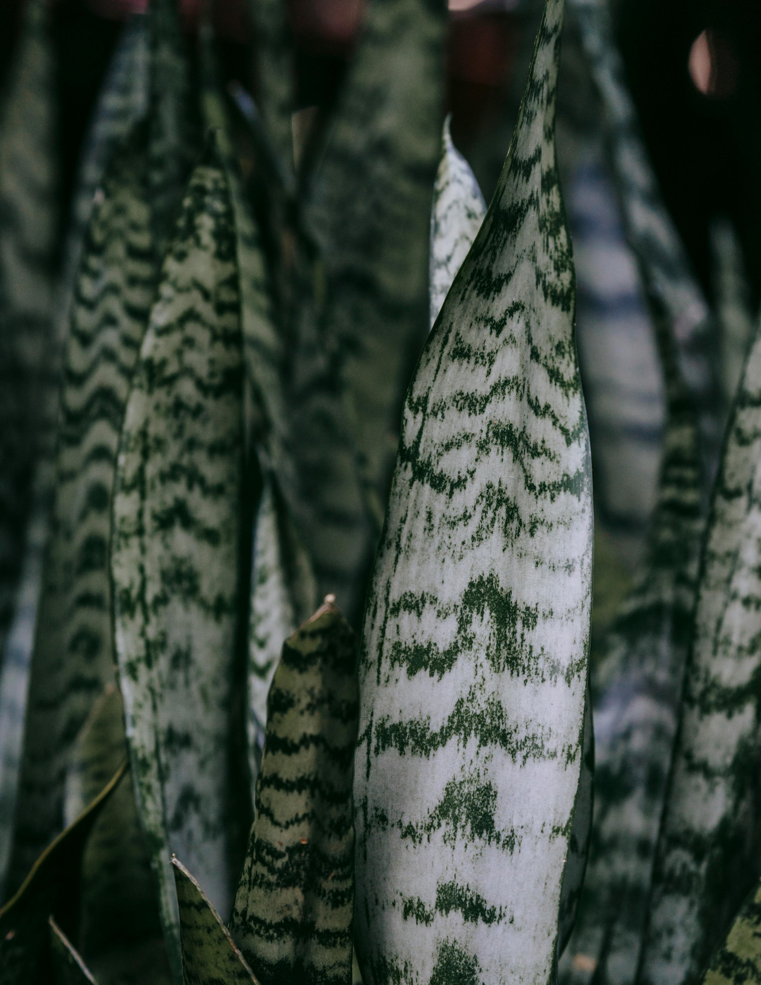 Sansevieria