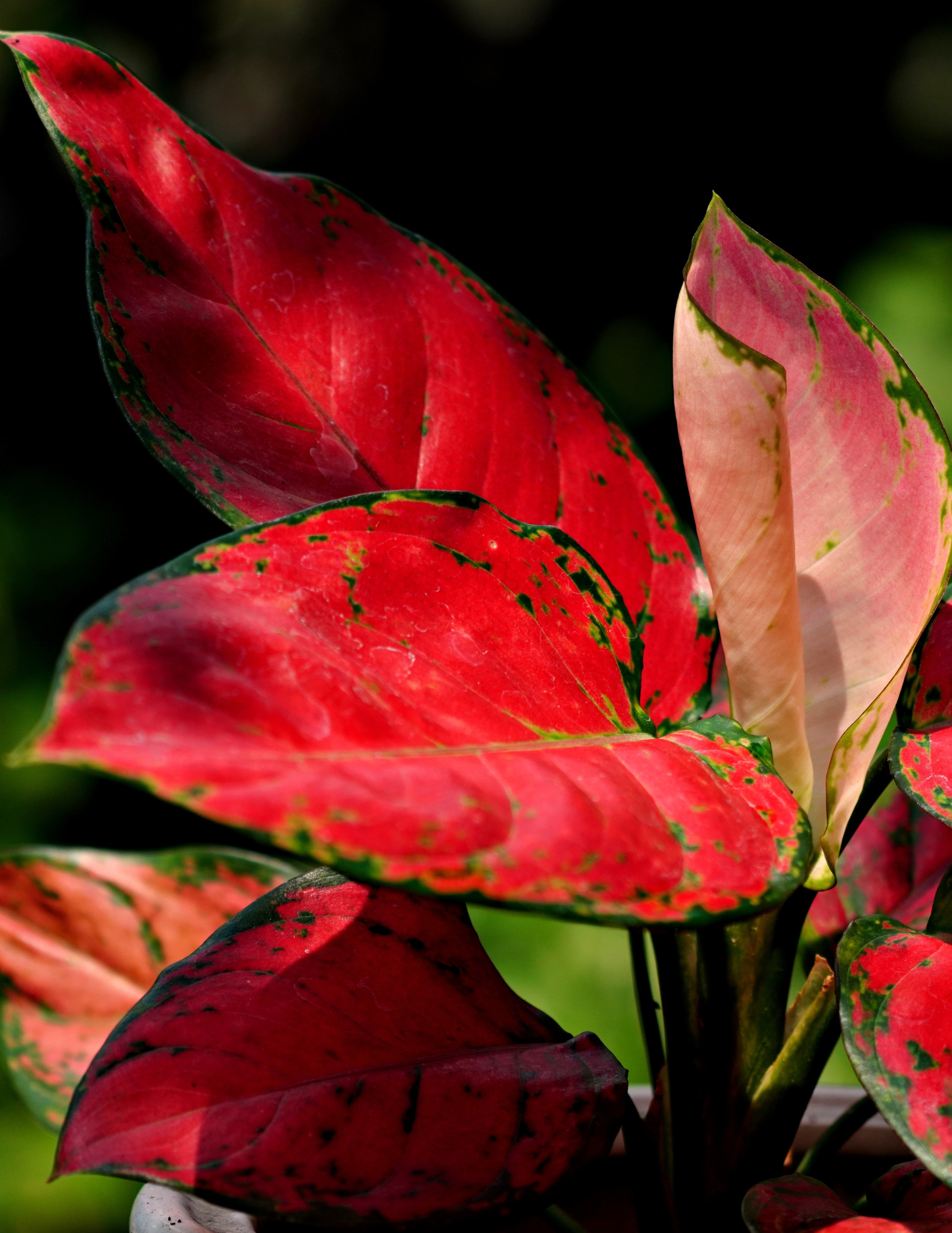 Aglaonema