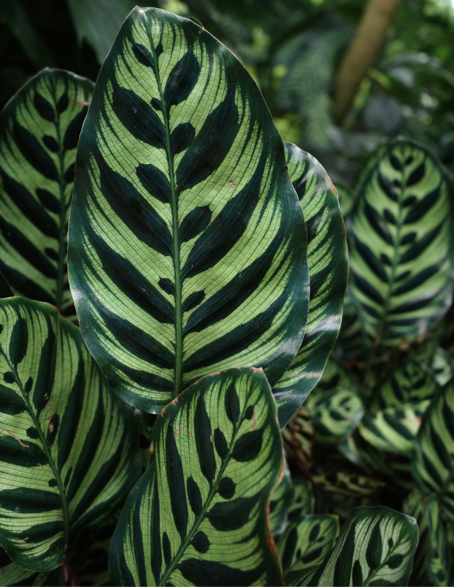 Calathea