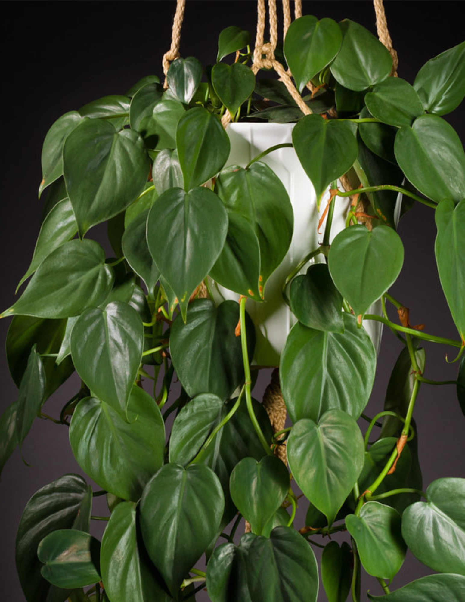 Philodendron