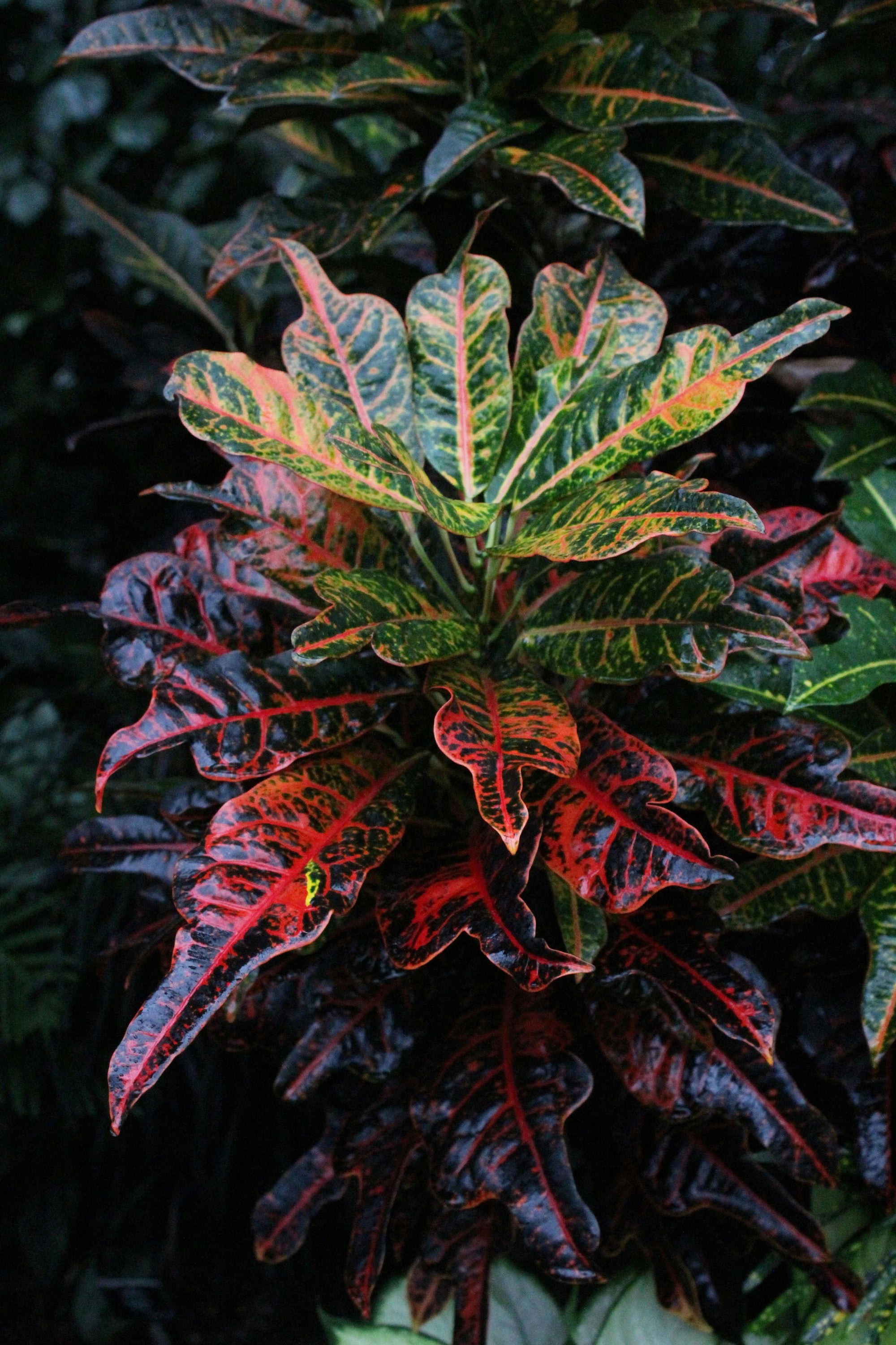 Croton