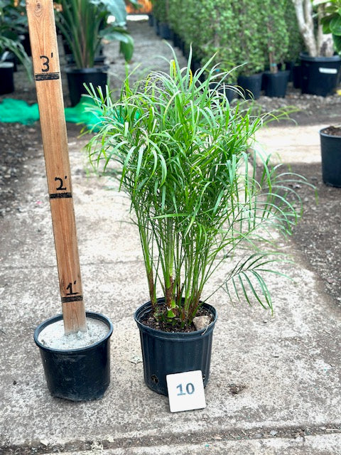 Phoenix roebelenii
