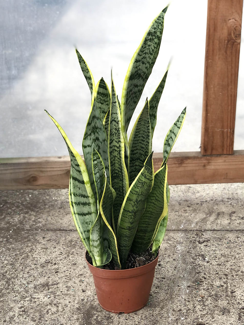 6&quot; Sansevieria Laurentii