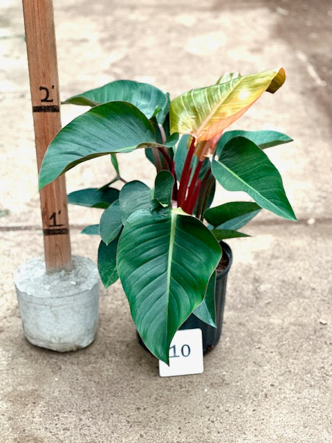 10&quot; Philodendron Congo Rojo