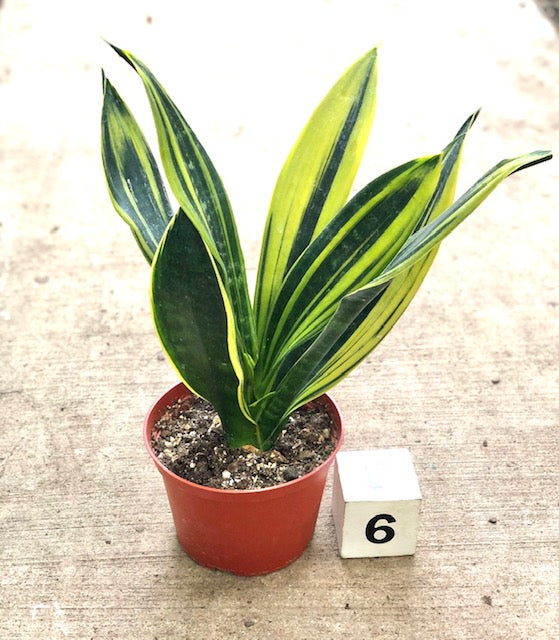 6&quot; Sansevieria Flame