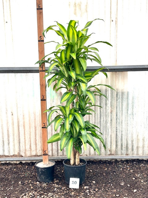 Dracaena fragrans &#39;Massangeana&#39;