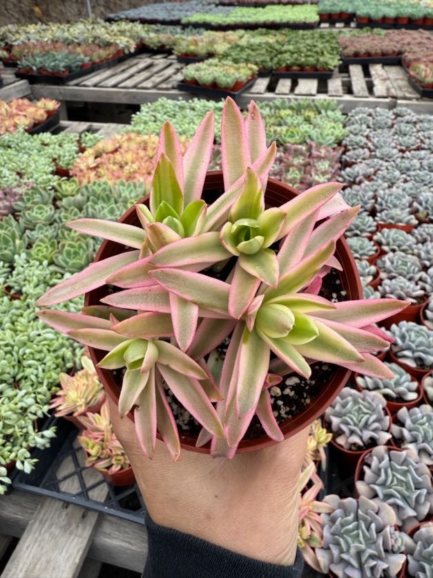 4&quot; Crassula Campfire &#39;Variegated&#39;