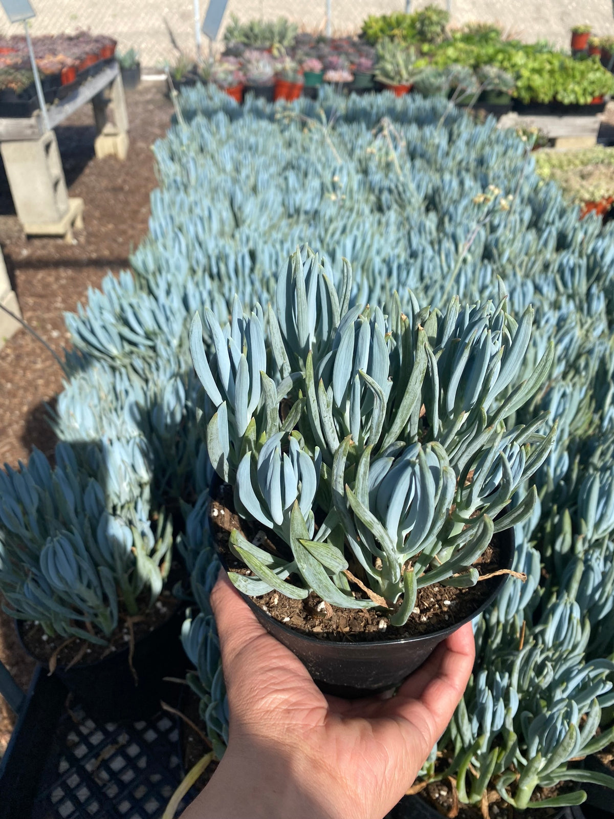 Senecio mandraliscae