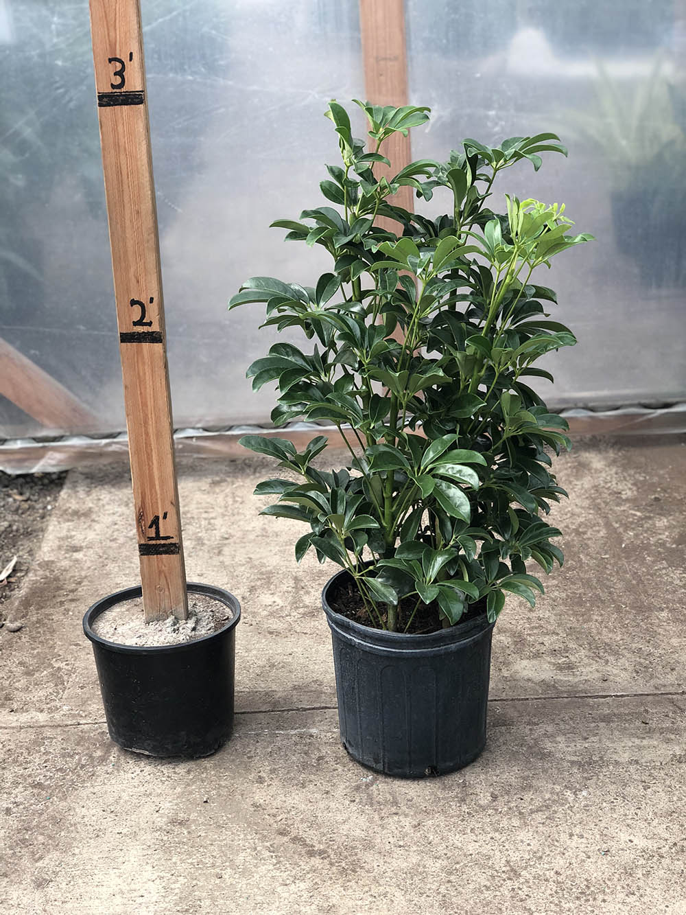 Schefflera arboricola &#39;Compacta&#39;