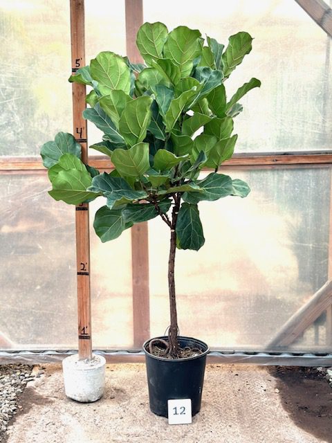 Ficus lyrata