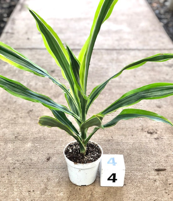 4&quot; Dracaena Lemon Lime