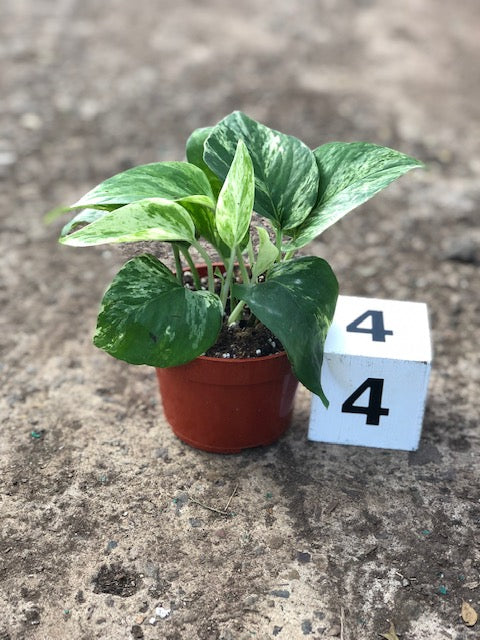 Pothos, Marble Queen