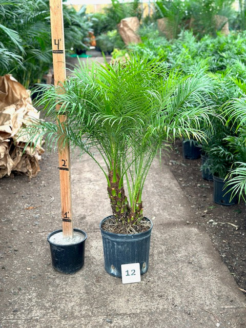 Phoenix roebelenii