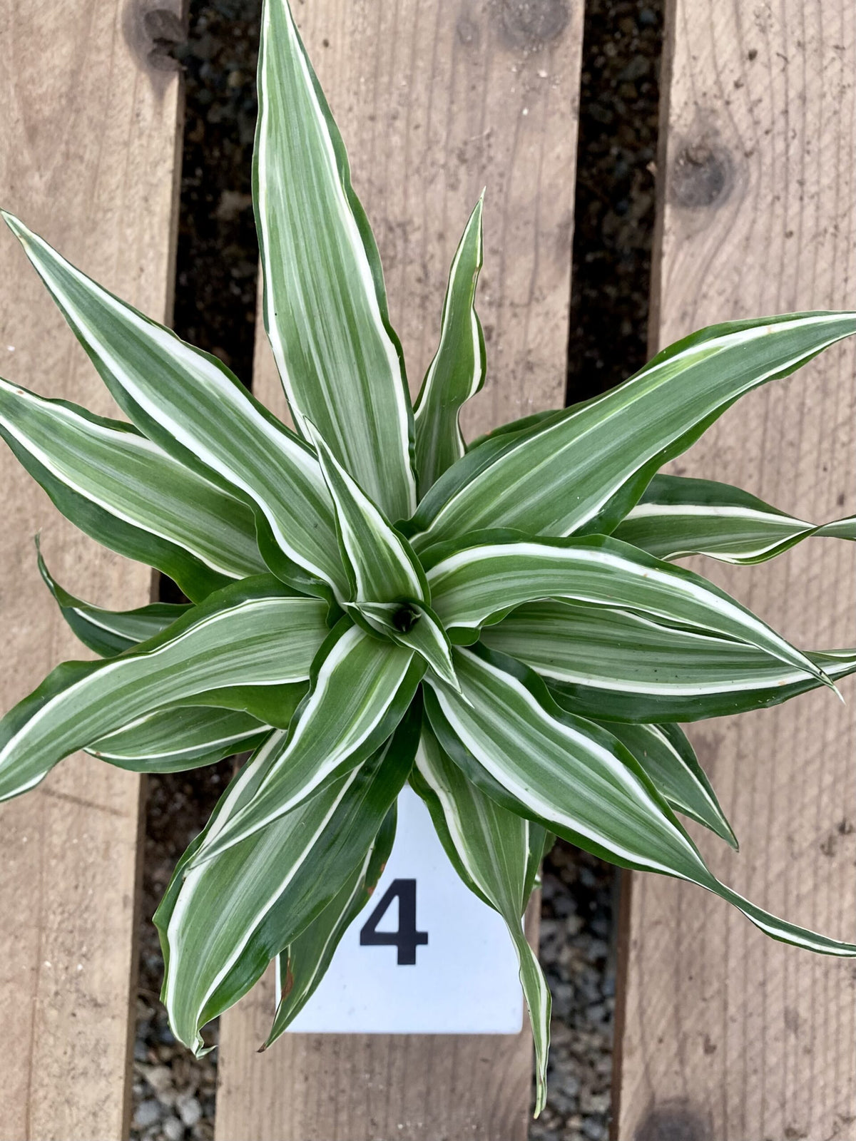 Dracaena fragrans &#39;Kanzi&#39;