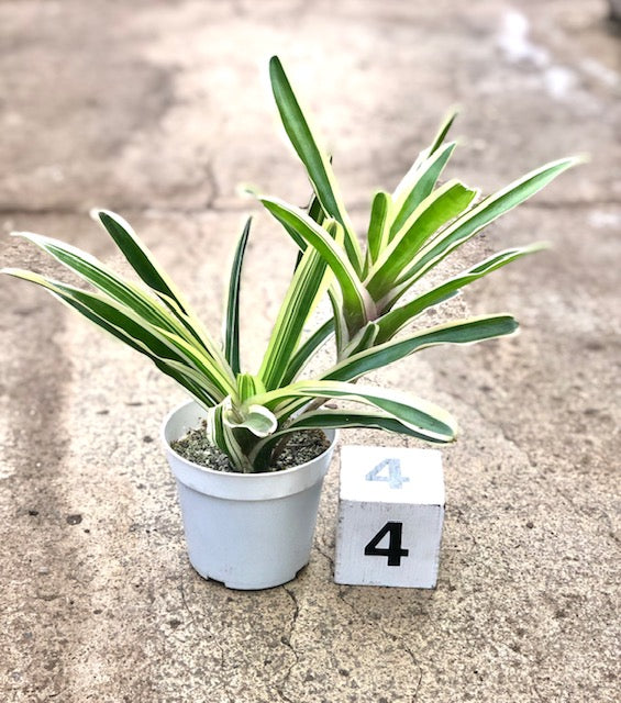 Neoregelia &#39;Donger&#39;