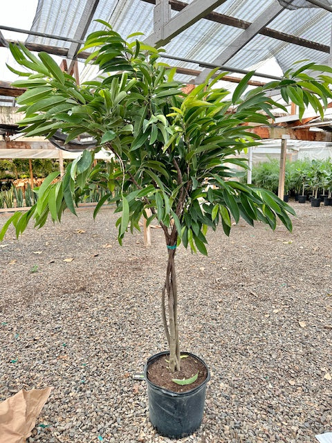 Ficus binnendijkii &#39;Amstel King&#39;