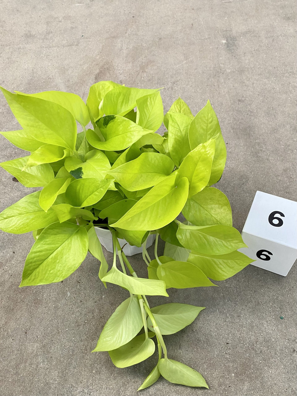 Pothos Neon