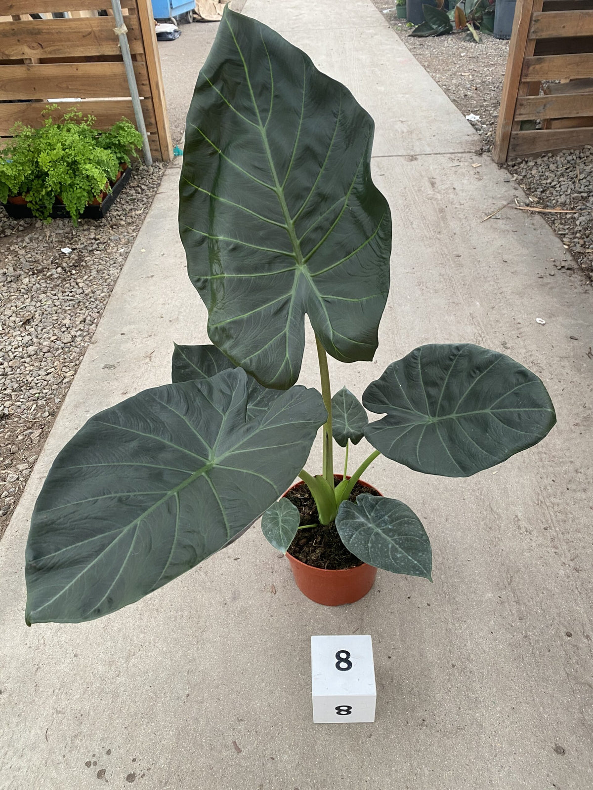 8&quot; Alocasia Regal Shields