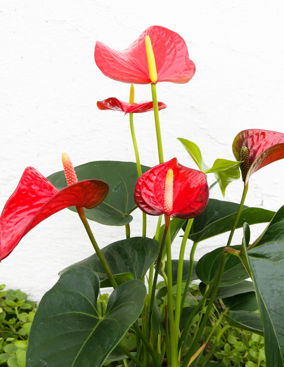 Anthurium, Red