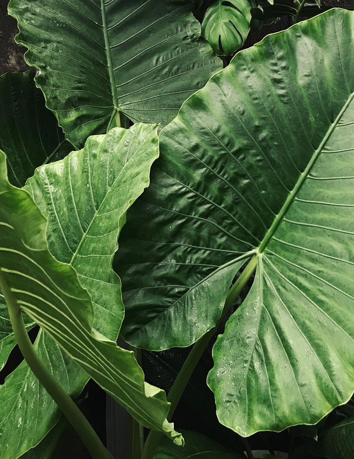 6&quot; Alocasia &#39;Low Rider&#39;