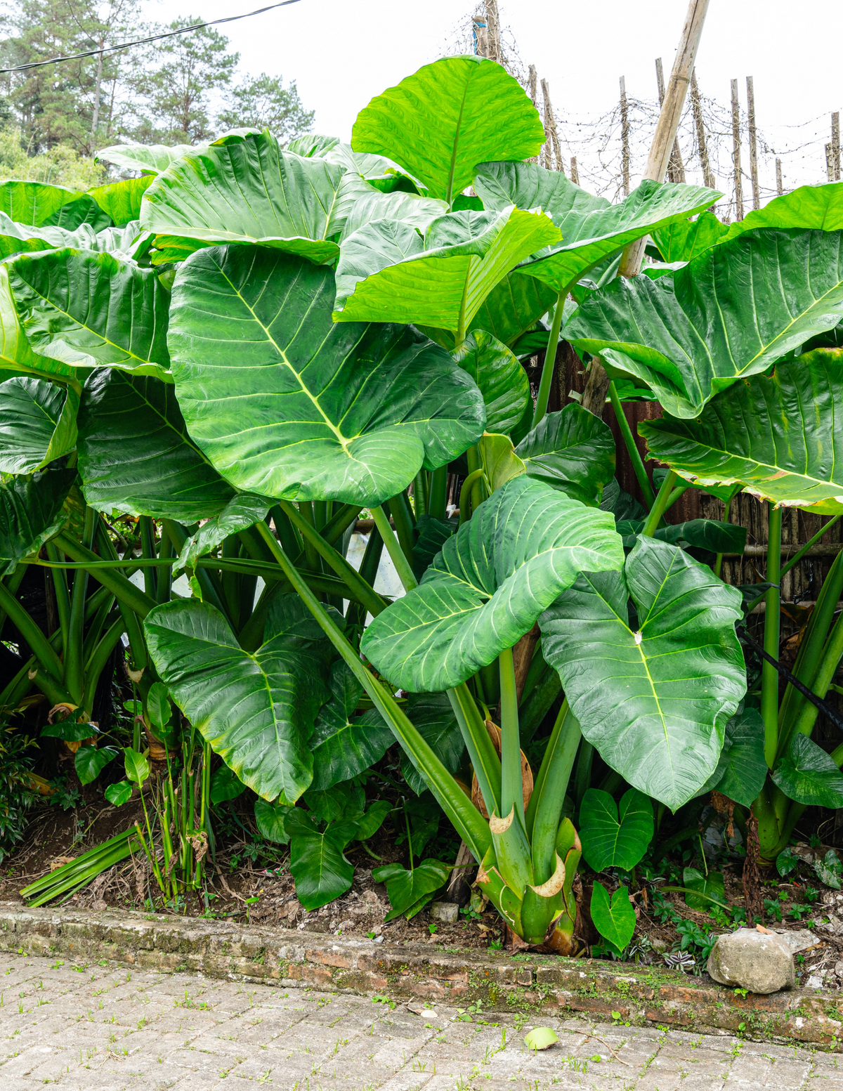 10&quot; Alocasia Calidora