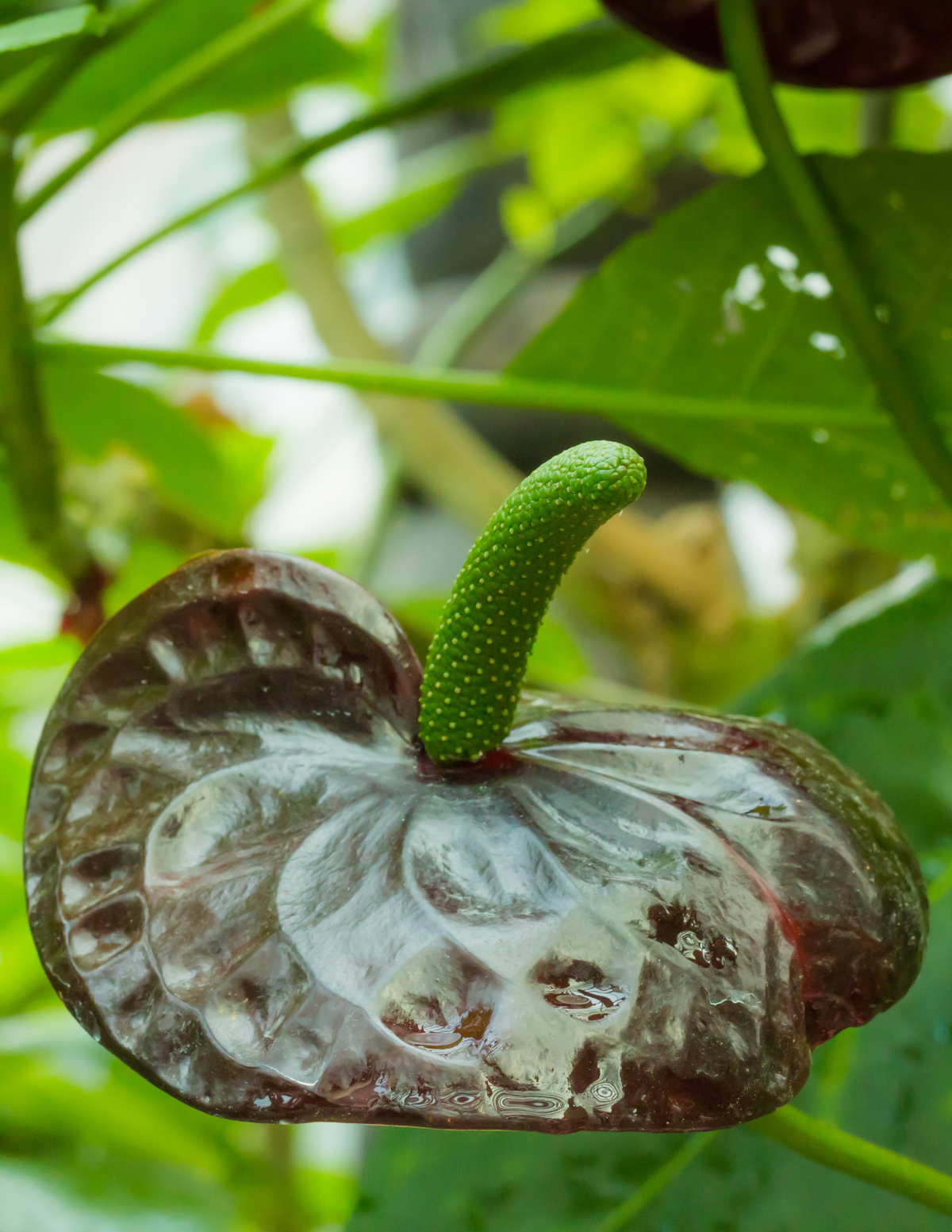 6&quot; Anthurium, Essencia Brown