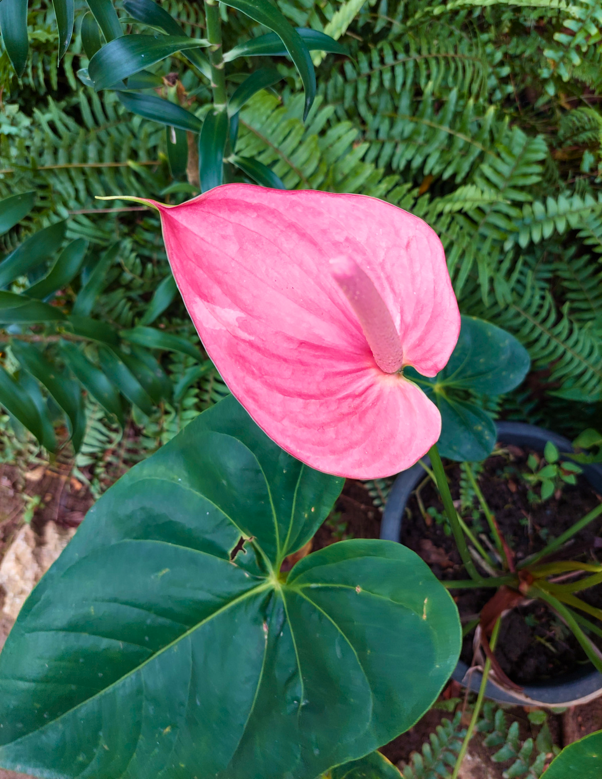 4&quot; Anthurium, Pink