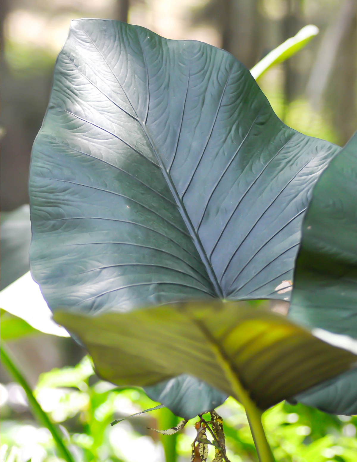 10&quot; Alocasia Metal Head