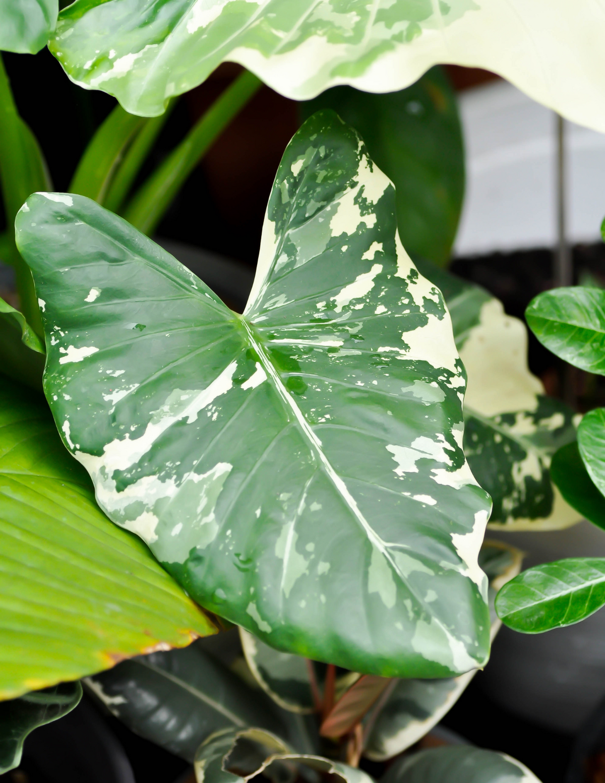 6&quot; Alocasia Mickey Mouse