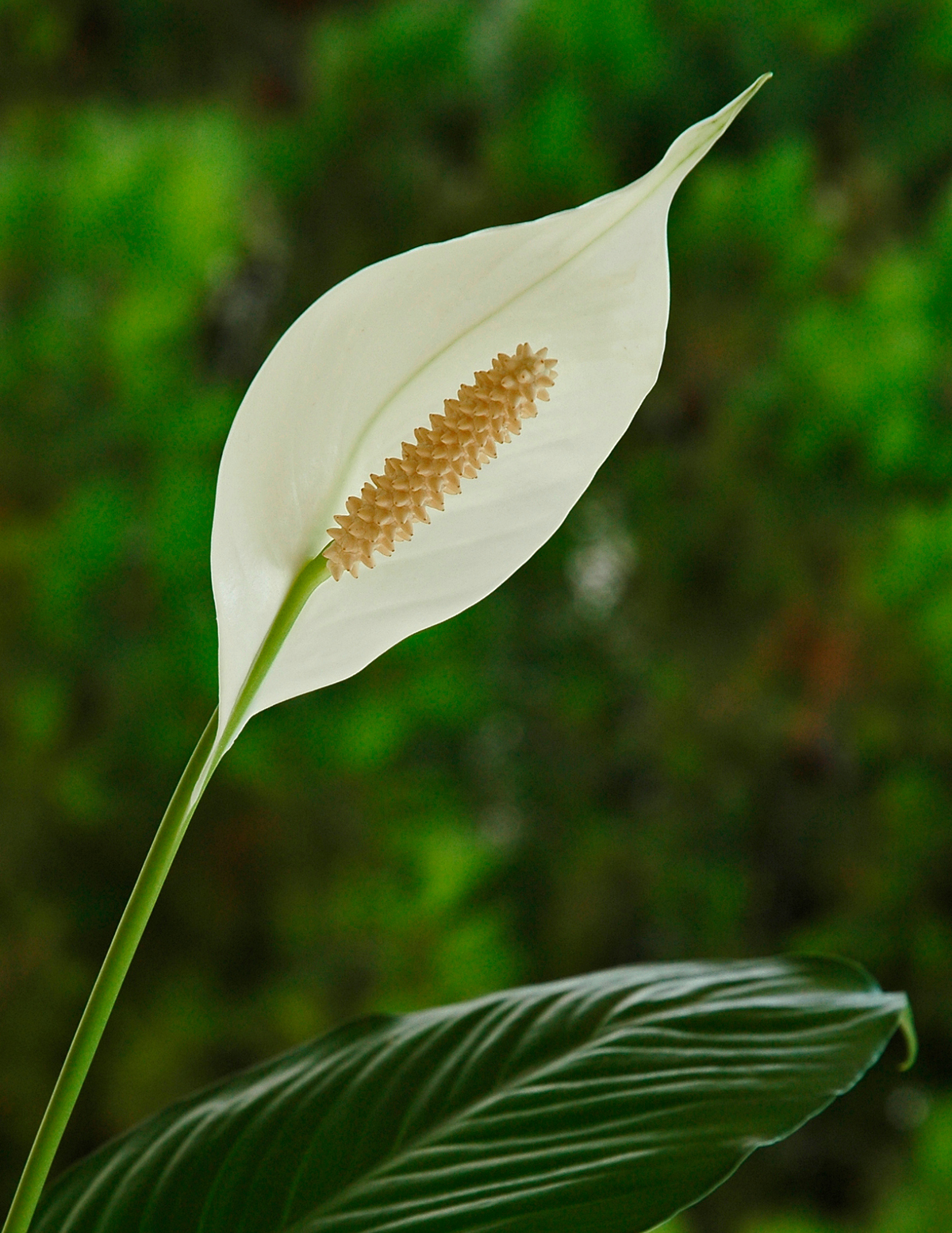 Anthurium, White