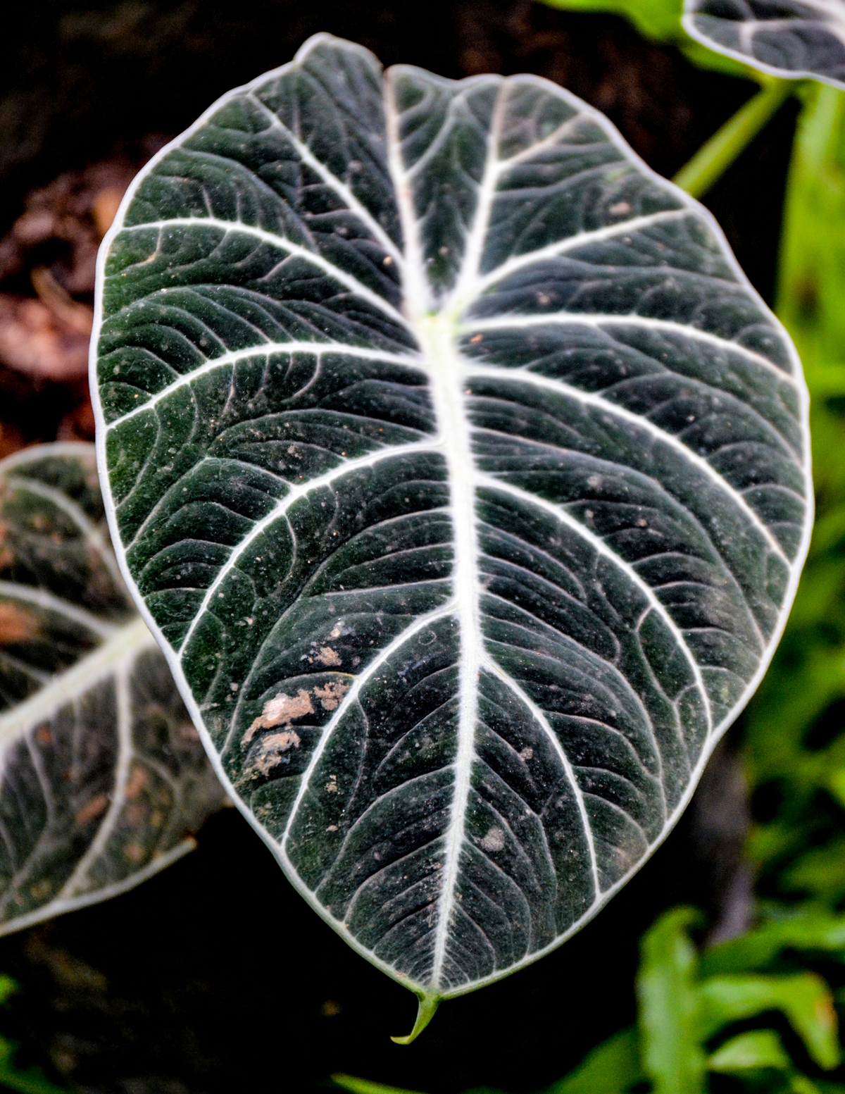 4&quot; Alocasia Black Velvet