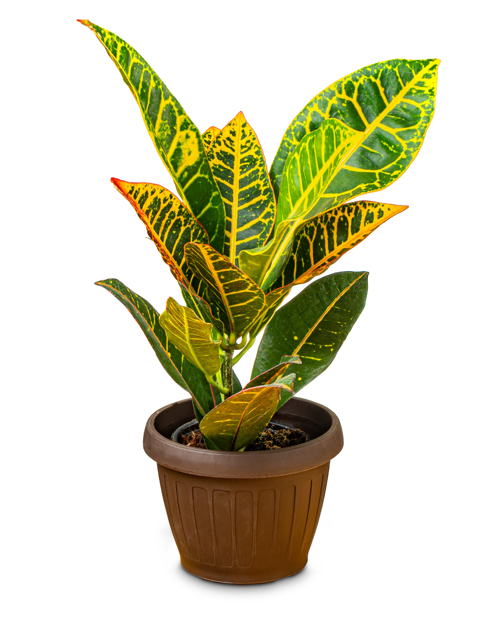 Croton Petra