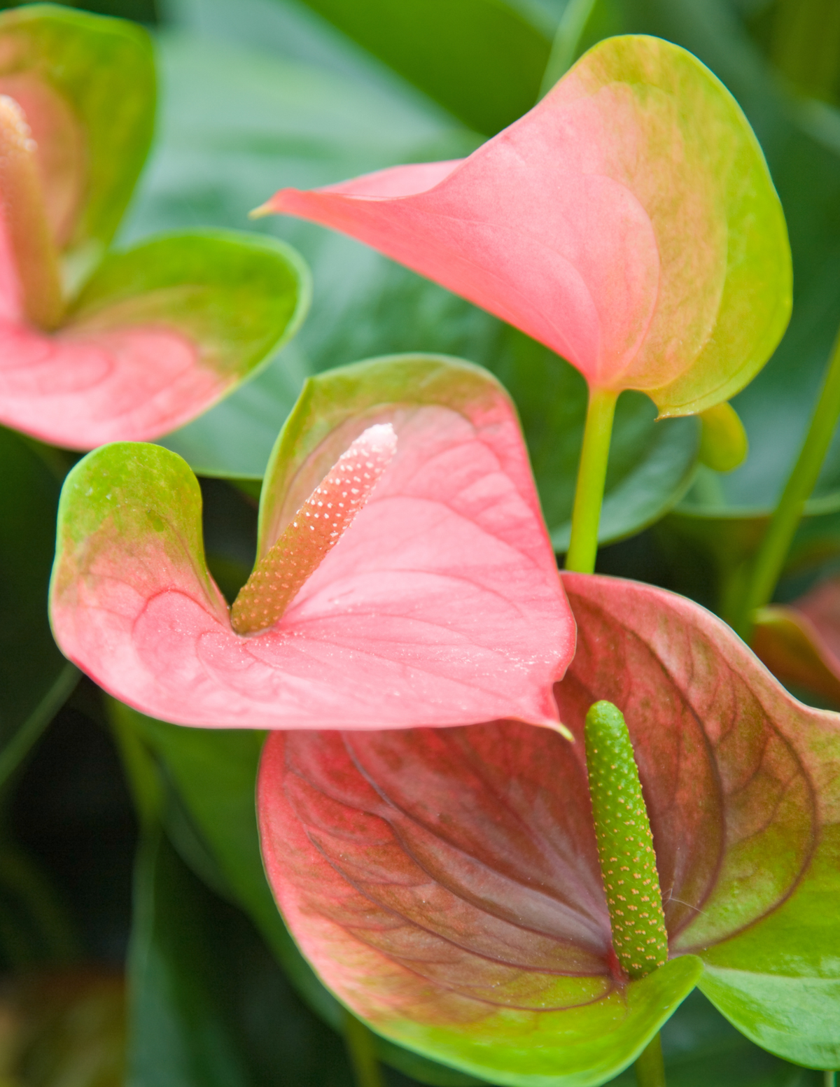 4&quot; Anthurium, Joli Peach