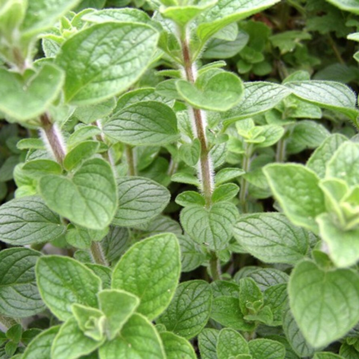 Mediterranean Herbs