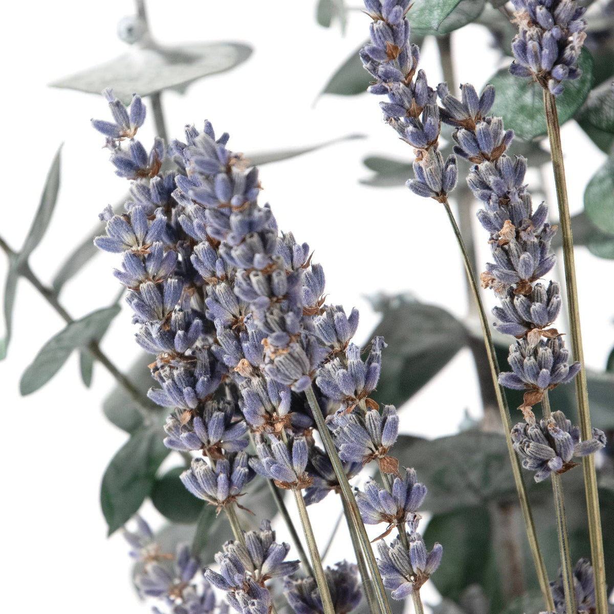 Preserved Eucalyptus &amp; Lavender Bundle