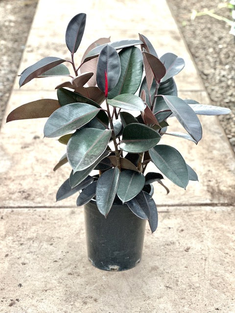 Ficus elastica decora &#39;Burgundy&#39;