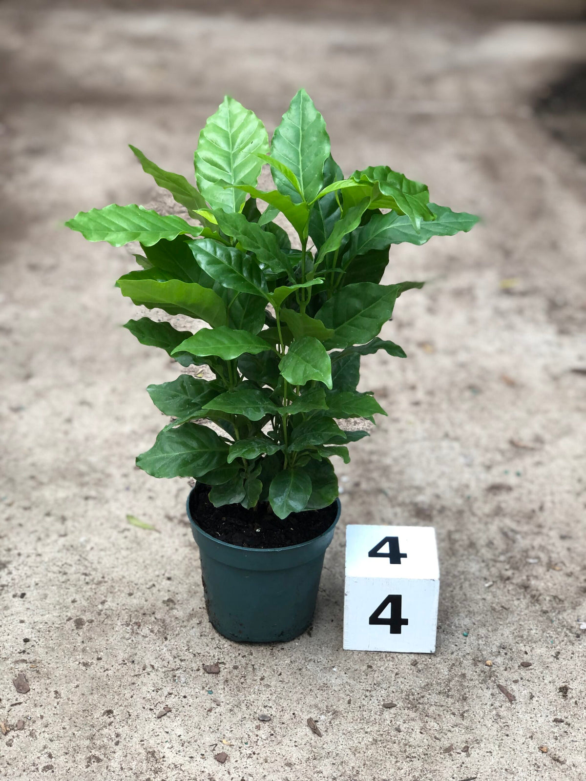 Coffea arabica