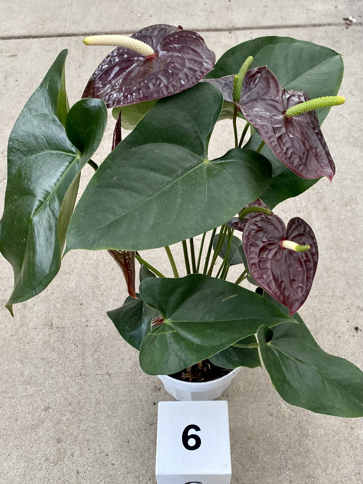 6&quot; Anthurium, Sempre Black