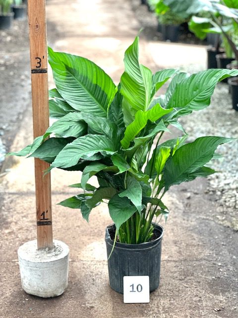 10&quot; Spathiphyllum Sensation, 3p