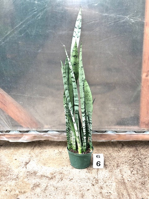 6&quot; Sansevieria Spearmint, Silver