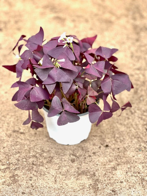 Oxalis triangularis &#39;Purple Shamrock&#39;