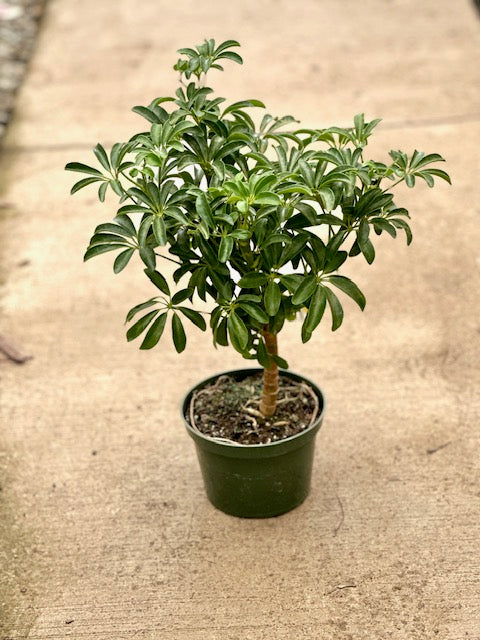 Schefflera arboricola