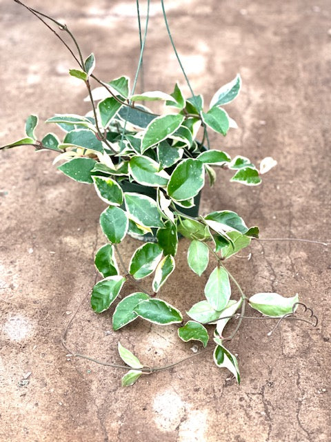 Hoya carnosa cv. Krimson Princess