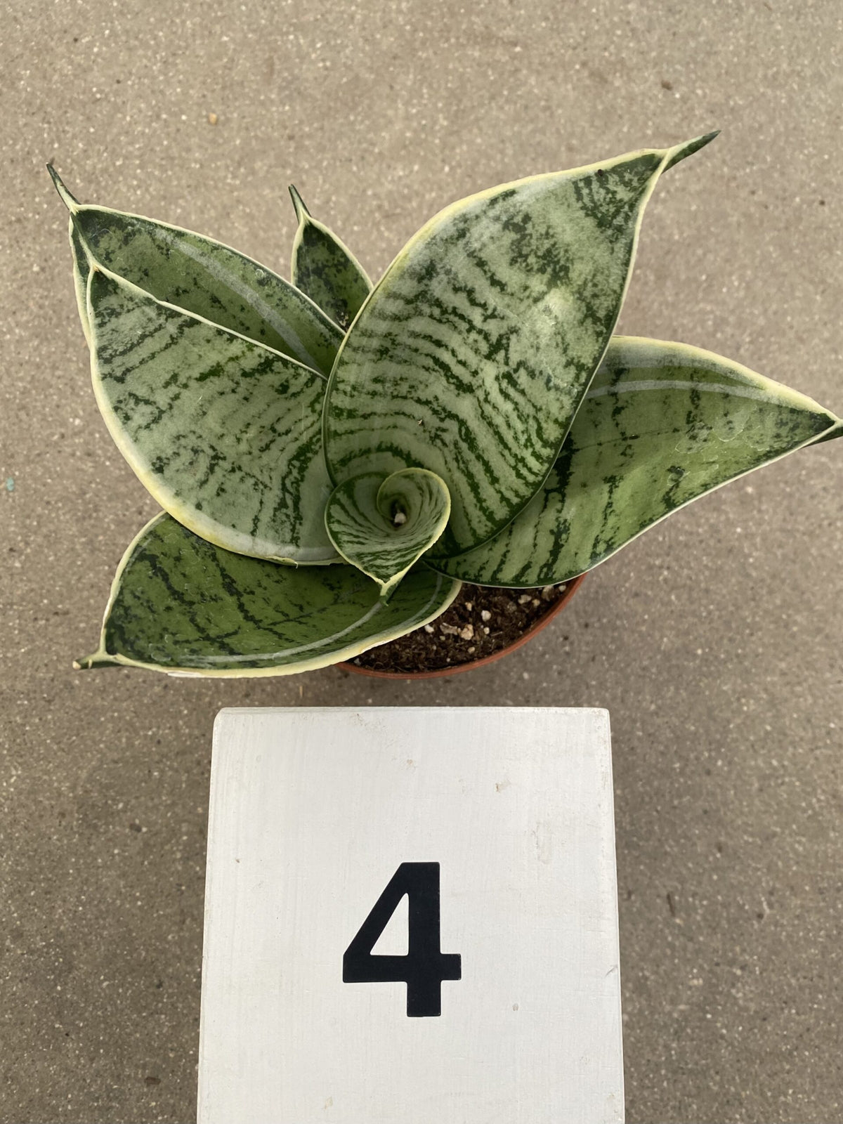 4&quot; Sansevieria Hahnii Silver Star