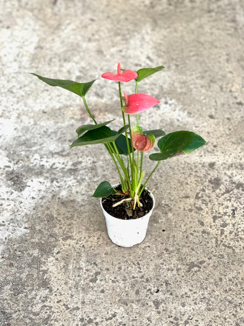 4&quot; Anthurium, Pink