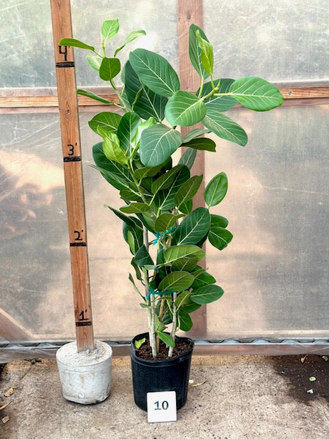 Ficus benghalensis &#39;Audrey&#39;